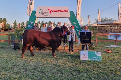 Gran Campeón Santa Gertrudis RP 6928 TE