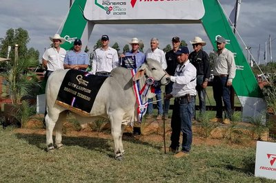 Gran Campeon Ternero Brahman RP 6633