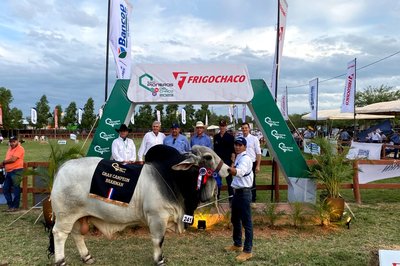 Gran Campeon brahman macho RP 6180