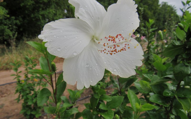 Hibisco comun