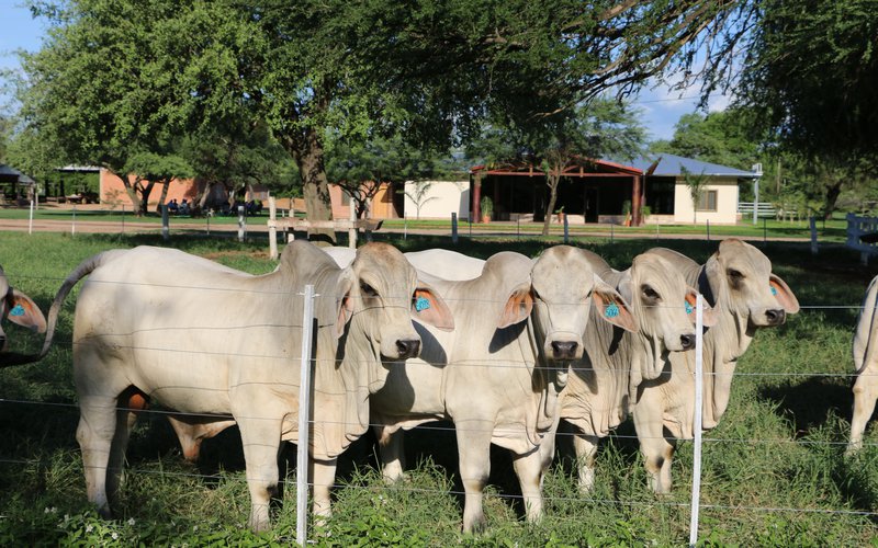 Brahman toros joven