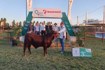 Tercer mejor ejemplar Macho Santa Gertrudis RP 7588