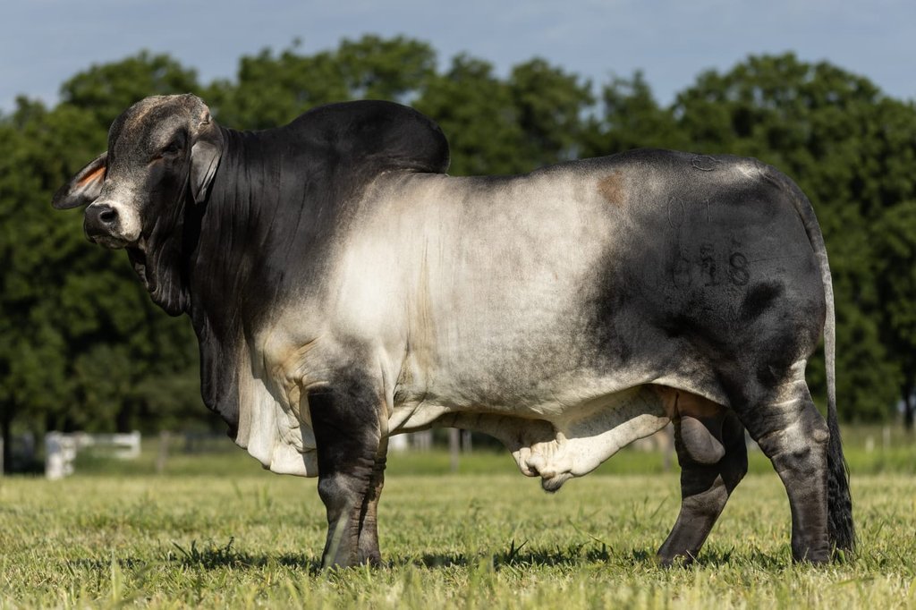 CCF MR CHAQUEÑO 6618