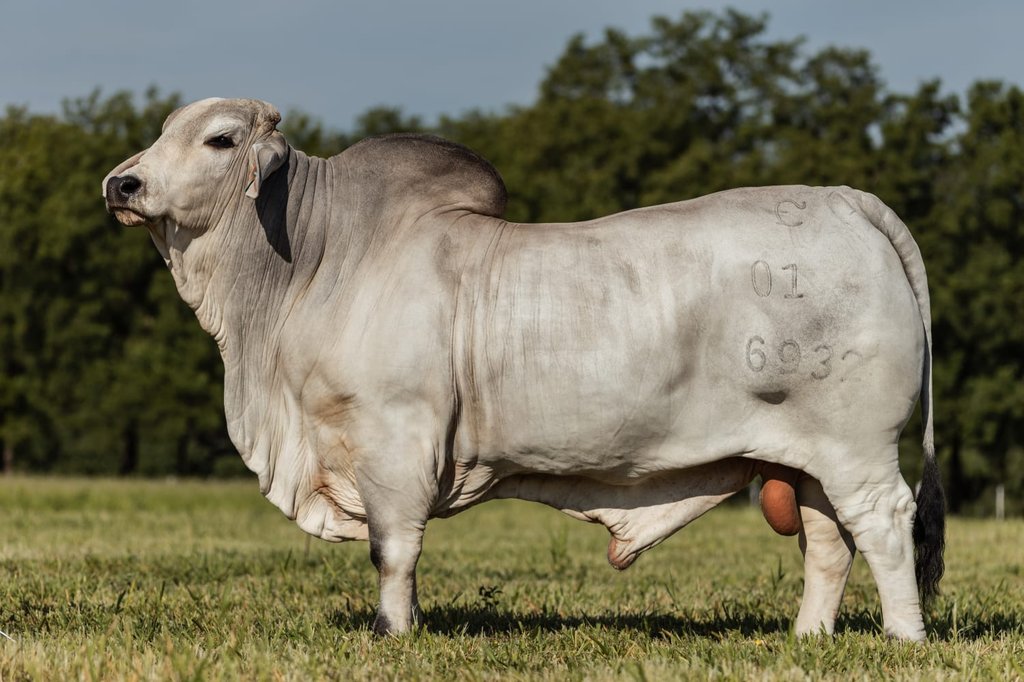 CCF MR CHAQUEÑO 6932