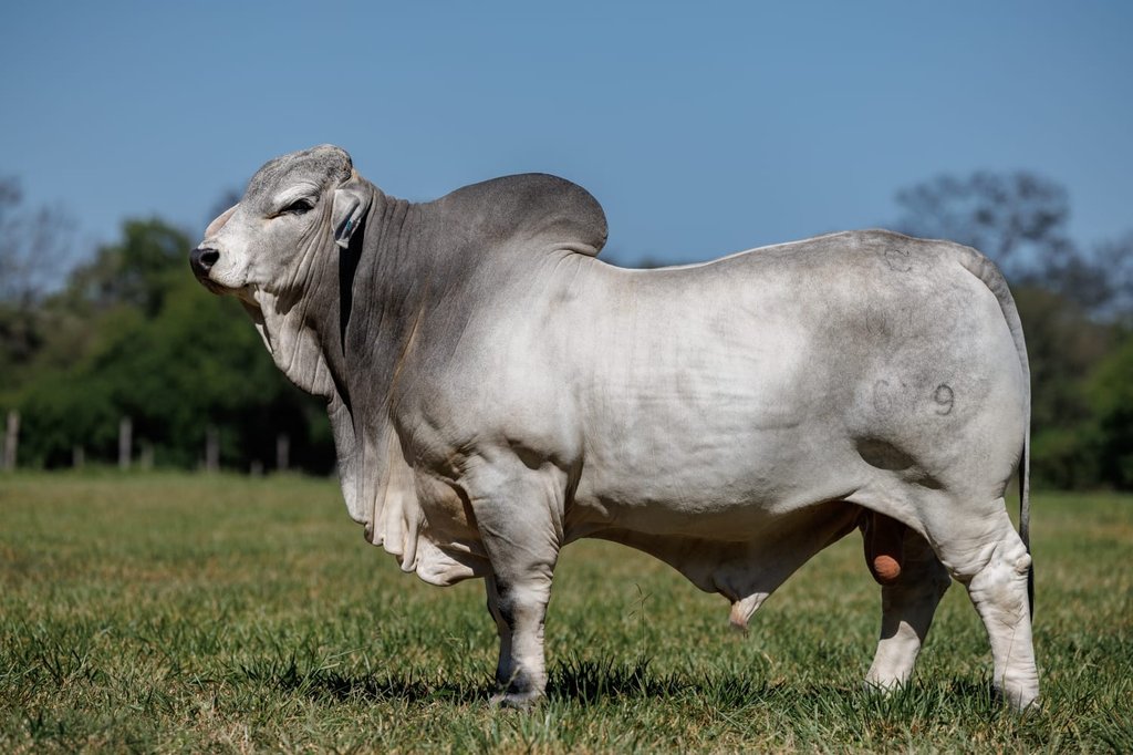 CCF MR CHAQUEÑO 6679